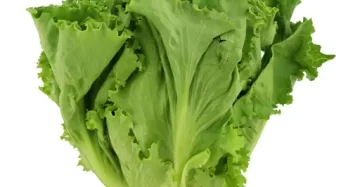 خرید آنلاین کاهو فرانسه